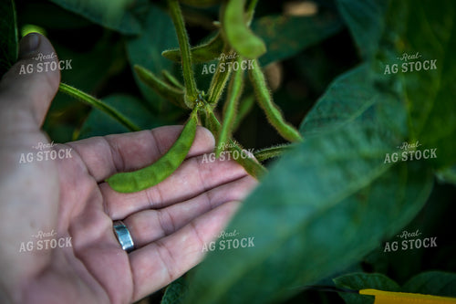Farmer Checking Soybeans 250146