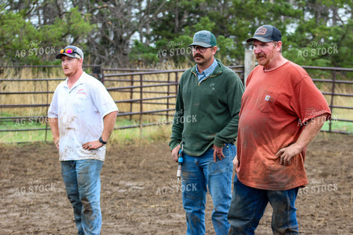 Cattle Branding Crew 237036