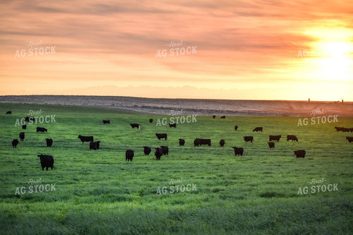 Cattle on Irrigated Pasture 56069