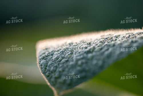 Up-Close Soybean Leaf 76219
