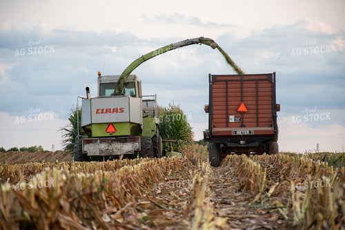 Silage Harvest 50243