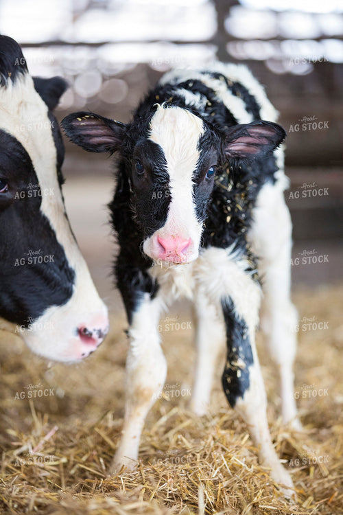 Holstein Calf 55133