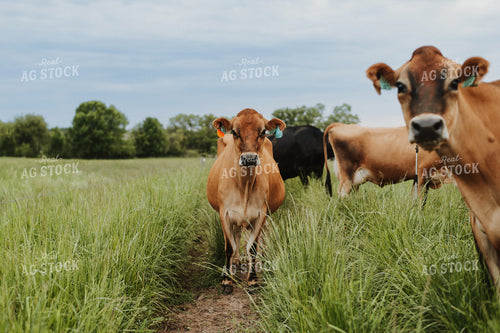 Jersey Cattle in Pasture 68113