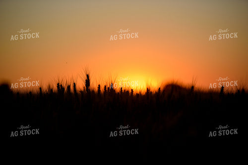 Wheat Silhouette 57024