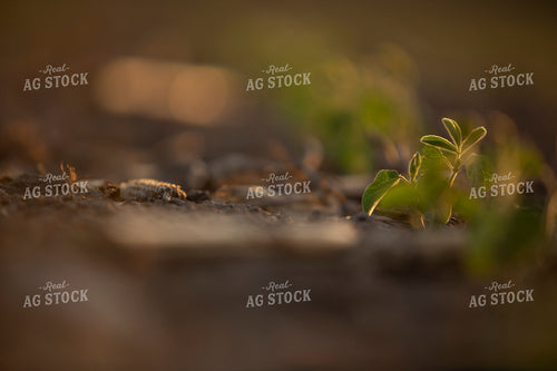 Soybeans - Mid-Season 1468