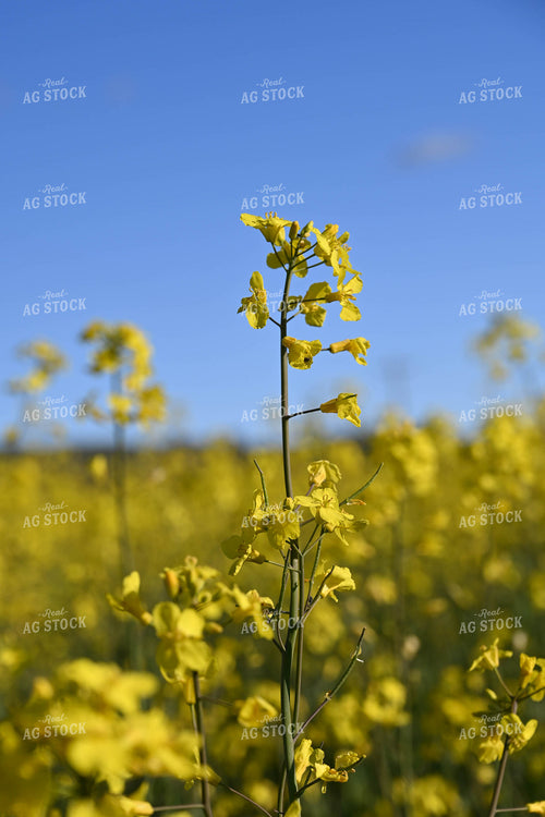 Flowering Canola 253001