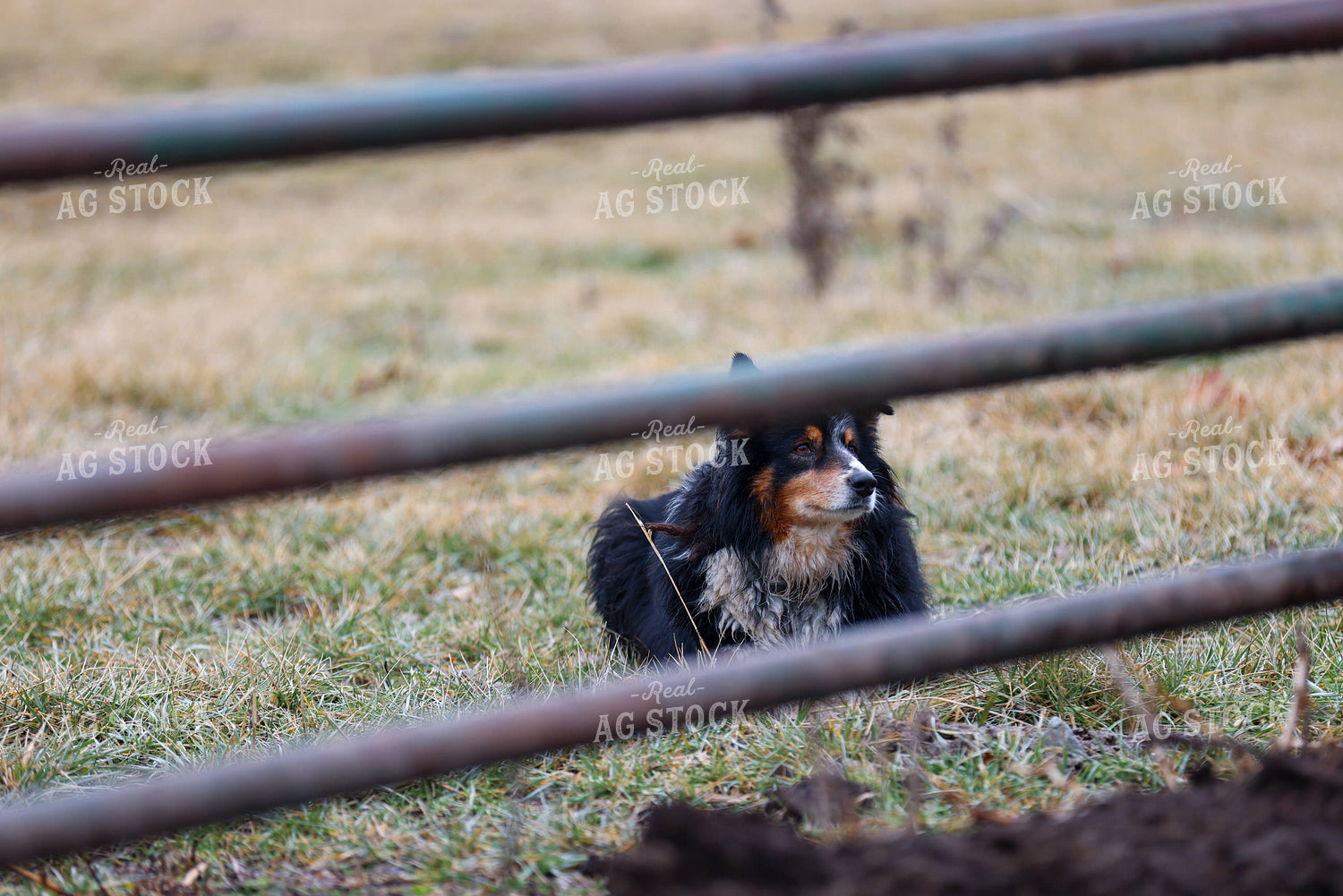 Farm Dog 160467