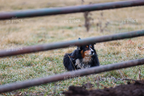 Farm Dog 160467