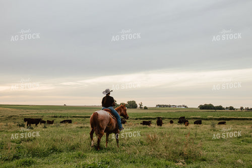 Female Rancher Checking Cattle on Horseback 67800