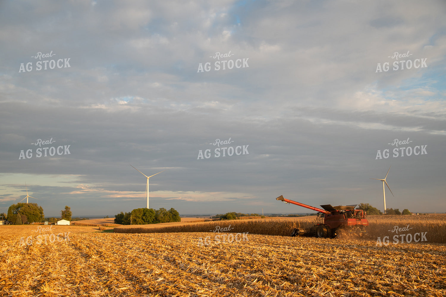 Corn Harvest 26035