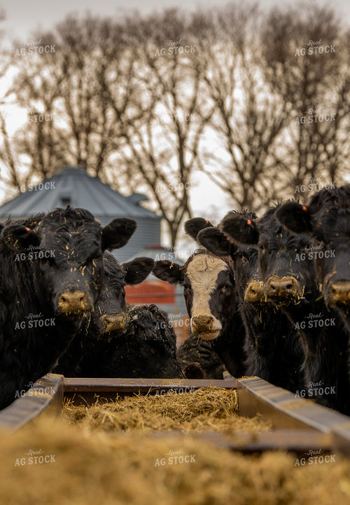 Cattle Eating from Feed Bunk 299045