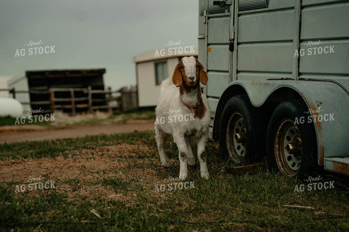 Goat 58328