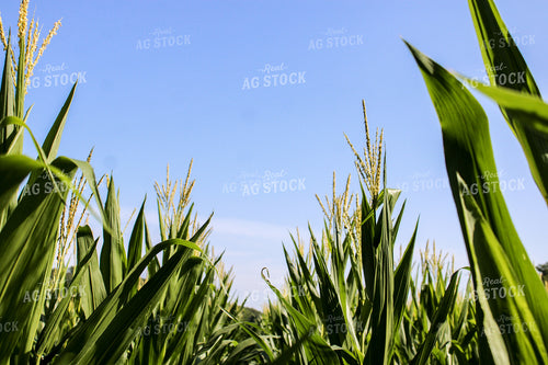 Rows of Corn in Field 101010