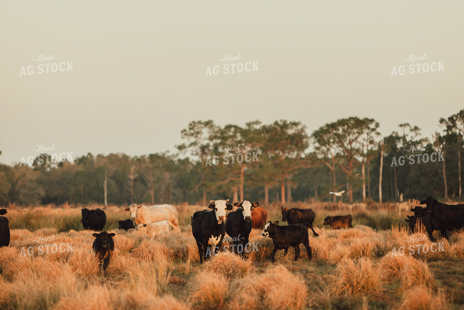 Florida Ranch 7272