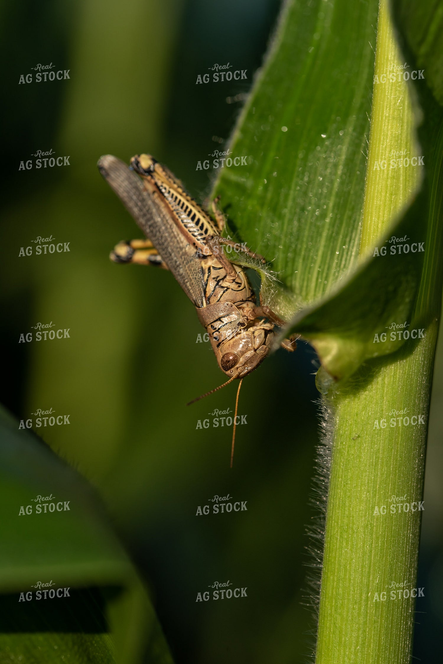 Grasshopper on Corn Plant 76243