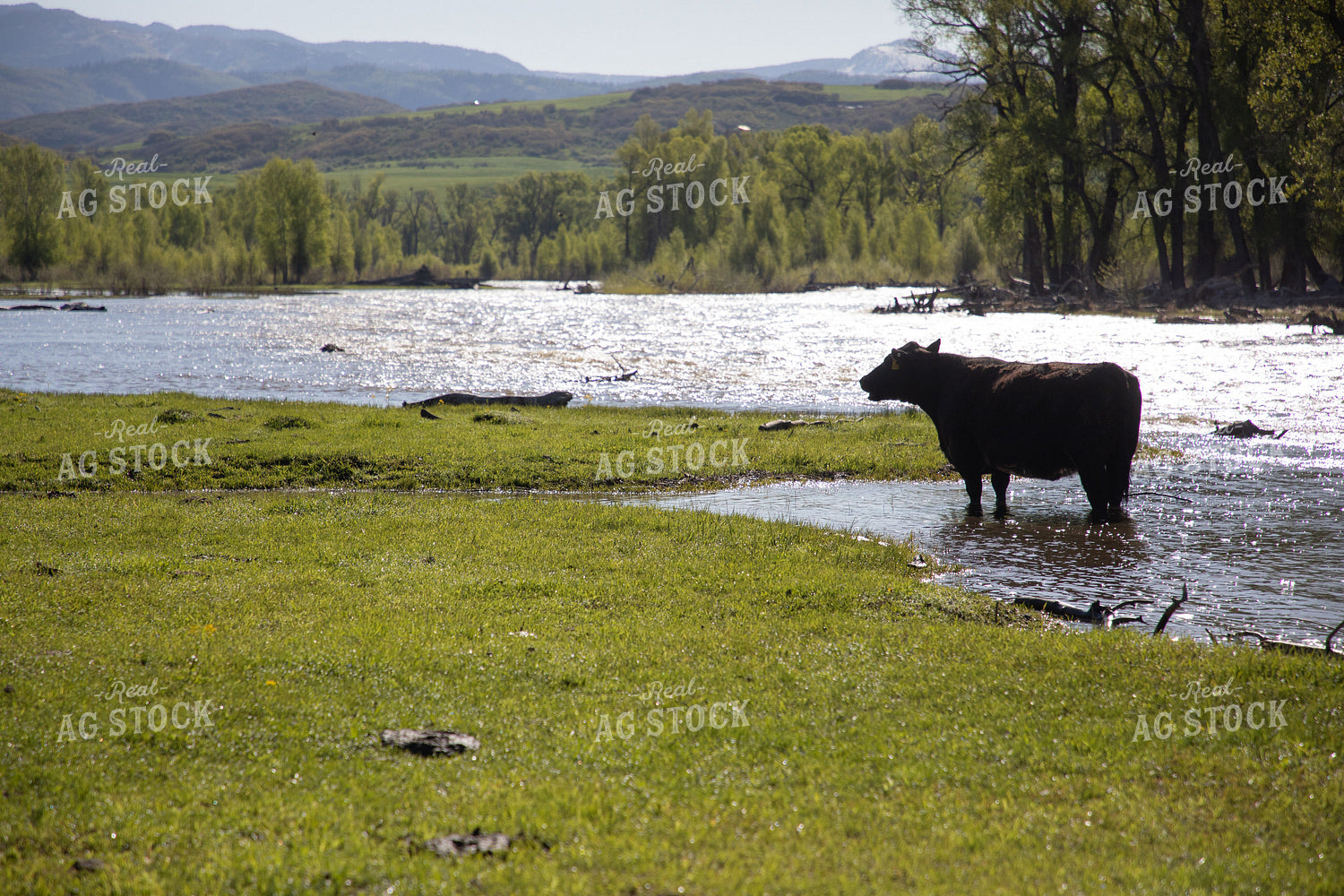 Cattle Along Creek in Pasture 117037