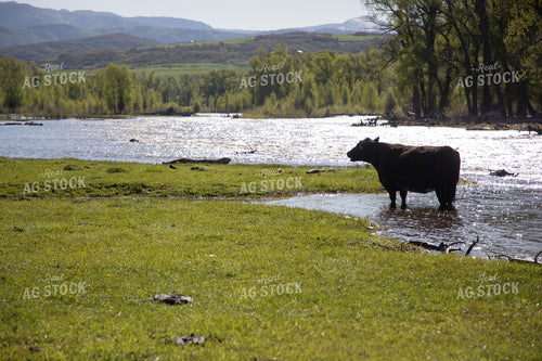 Cattle Along Creek in Pasture 117037
