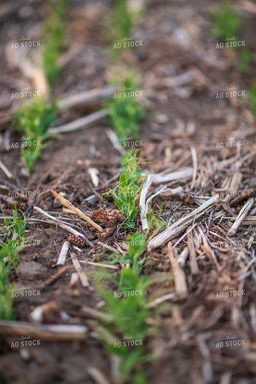Pea Plants 76139