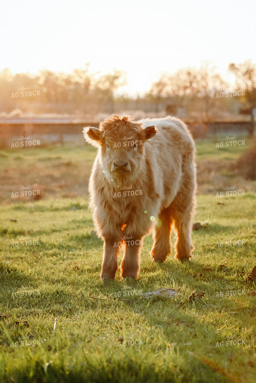 Highland Cattle 83061