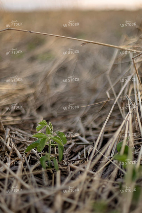 Early Season Soybeans 93282