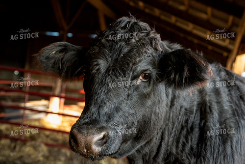 Cow in Pen 76062