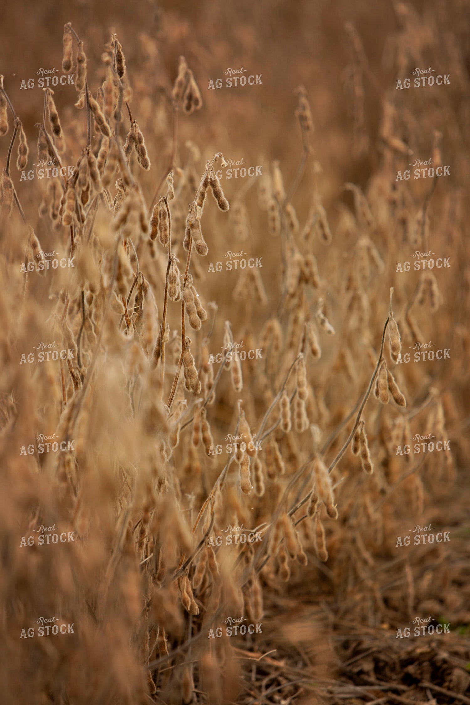 Harvest 2614