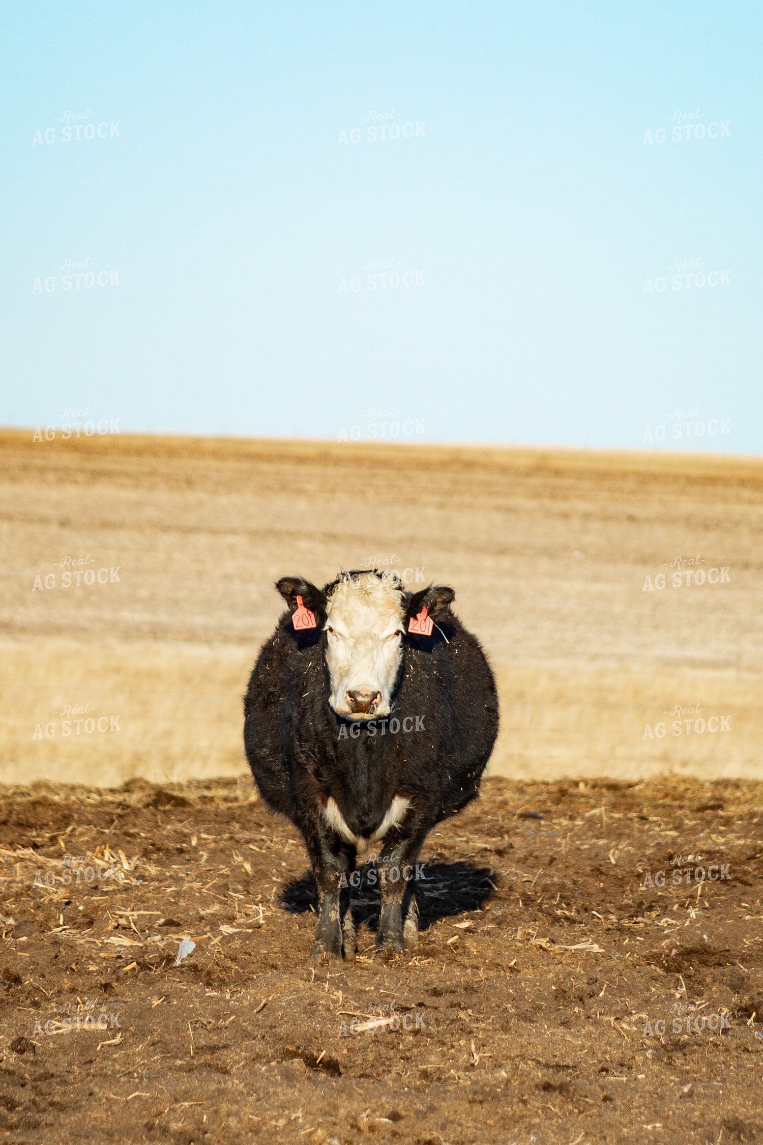 Calving Season 155543