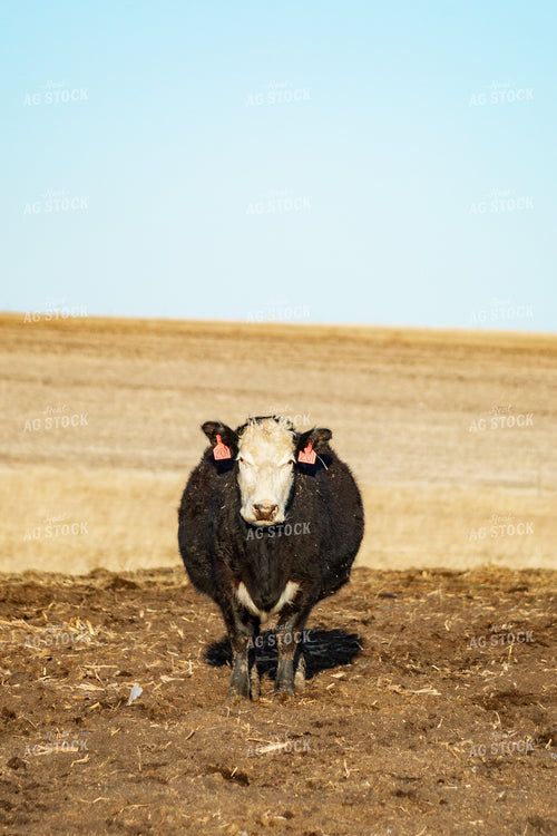 Calving Season 155543