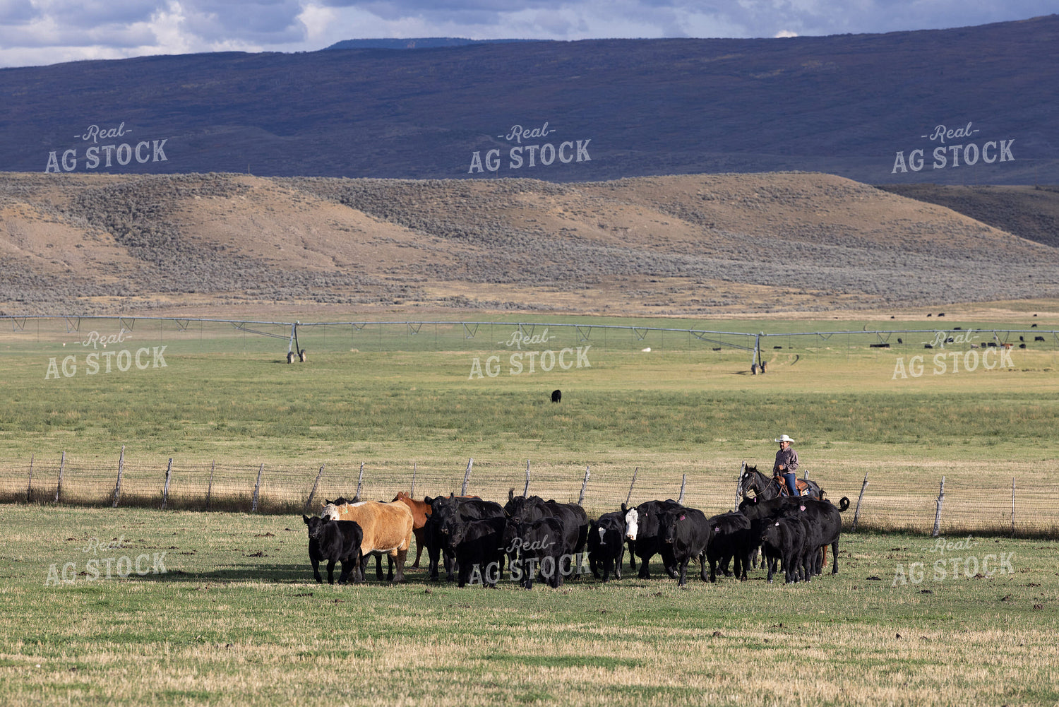 Cowboy Herding Cattle 290001
