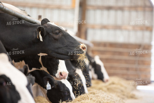 Holstein Cattle Eating in Freestall Barn 270381