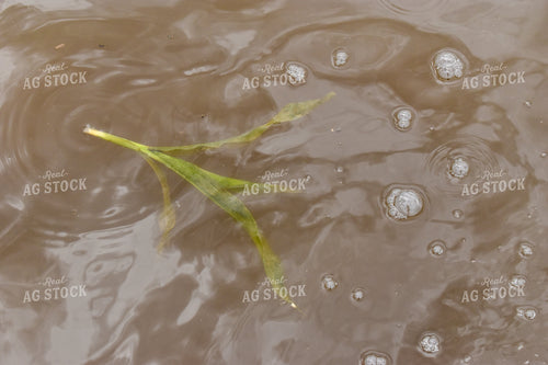 Corn Plant Floating in Water 84200