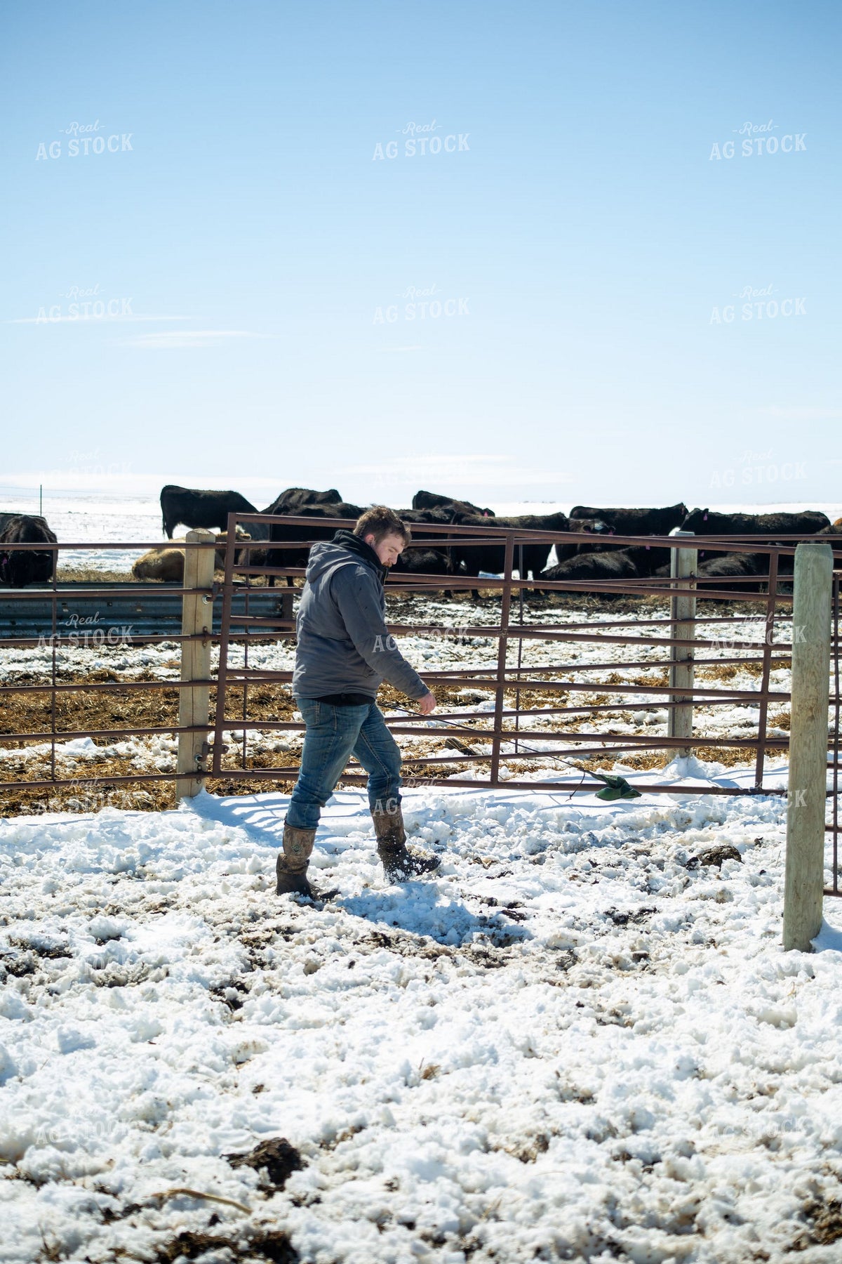 Rancher Walking Snow-Covered Pen in Winter 406121
