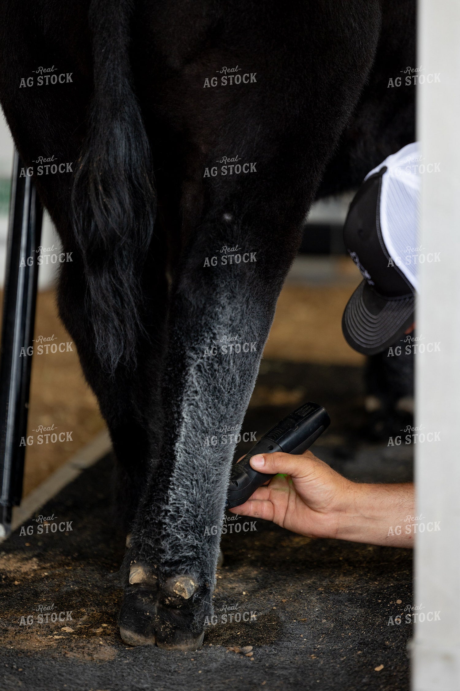 Grooming Show Cattle 143000