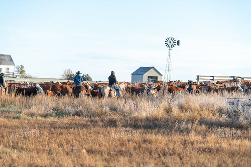 Herding Cattle 212021