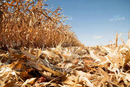 Dried Corn Waiting to be Harvested on a Sunny Day 25899