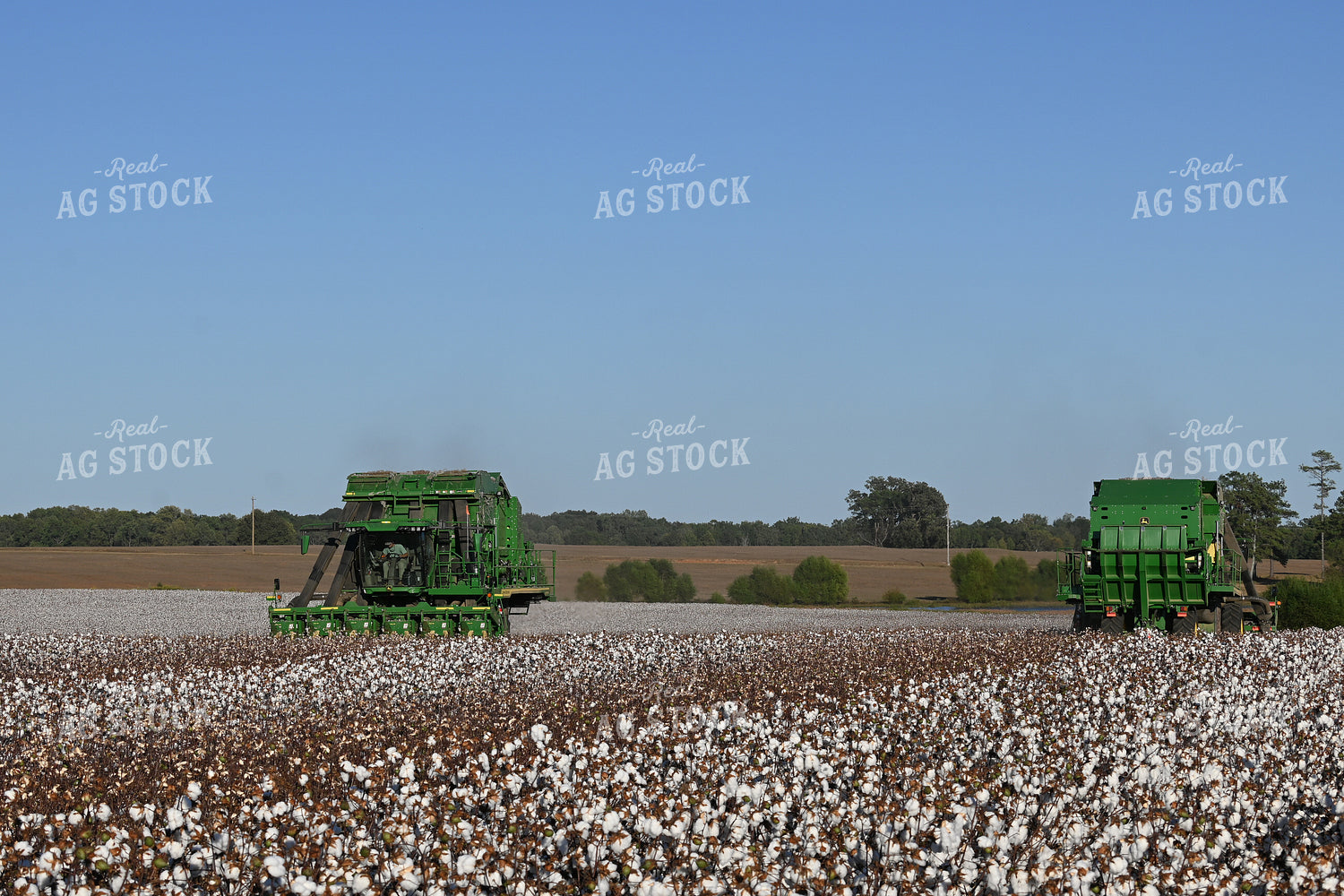 Cotton Harvest 149031