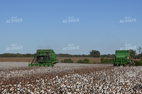 Cotton Harvest 149031