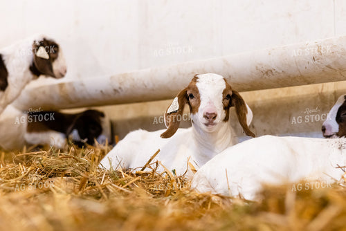 Goats 233014