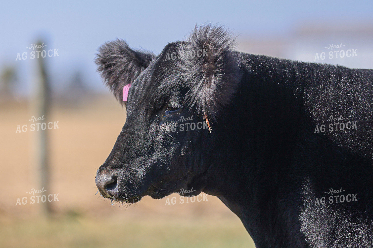 Show Cattle 160461
