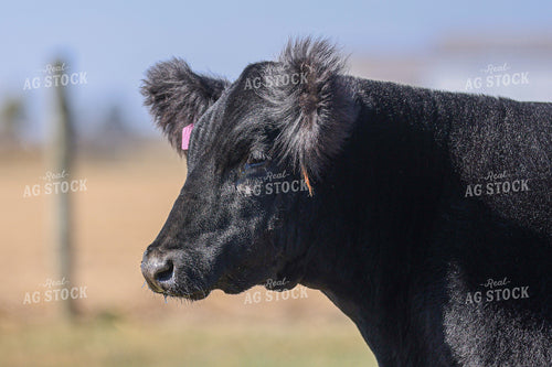 Show Cattle 160461