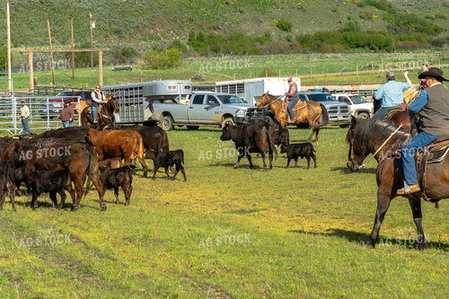 Herding Cattle 65395