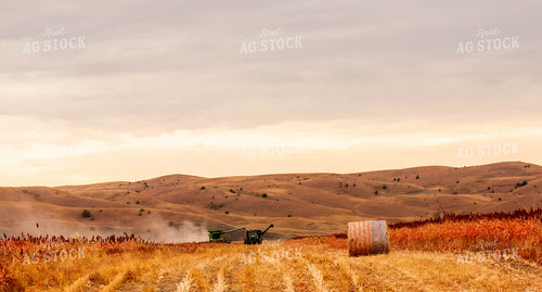 Sorghum Harvest 299068