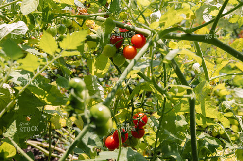 Tomatoes 52649