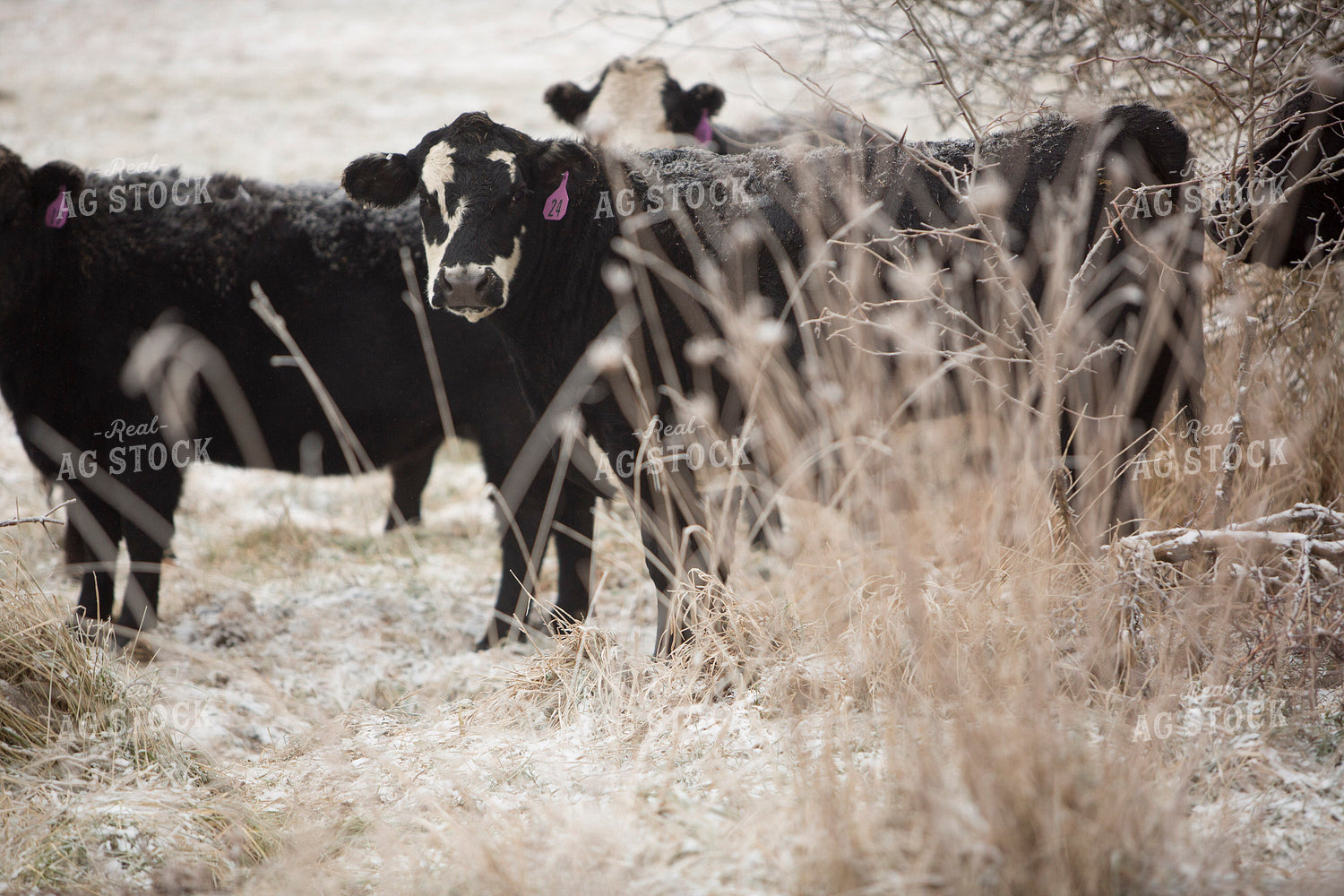 Cattle 1670