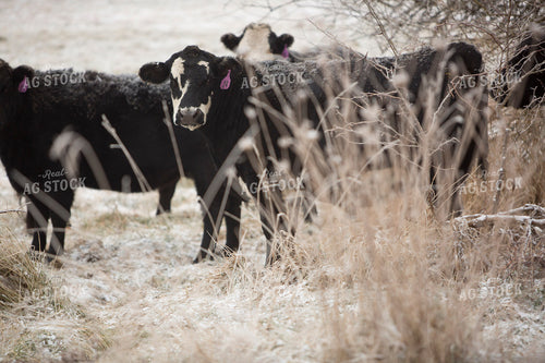 Cattle 1670