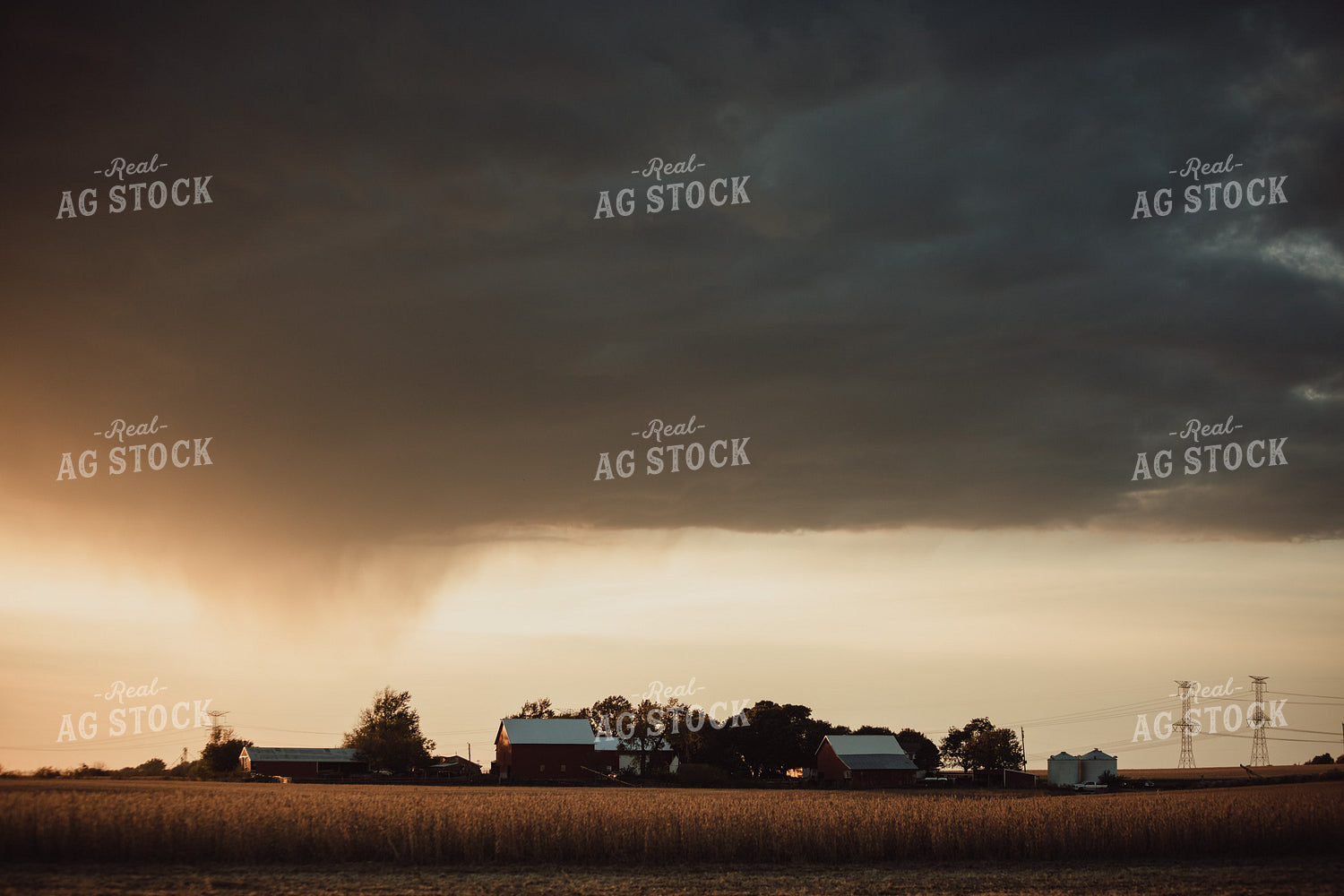 Soybean Field and Farmyard with Red Barns at Sunset Rain in Background 3447