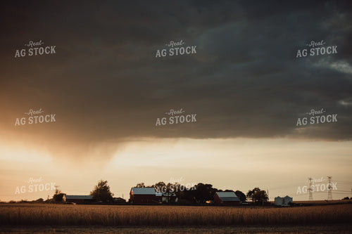 Soybean Field and Farmyard with Red Barns at Sunset Rain in Background 3447