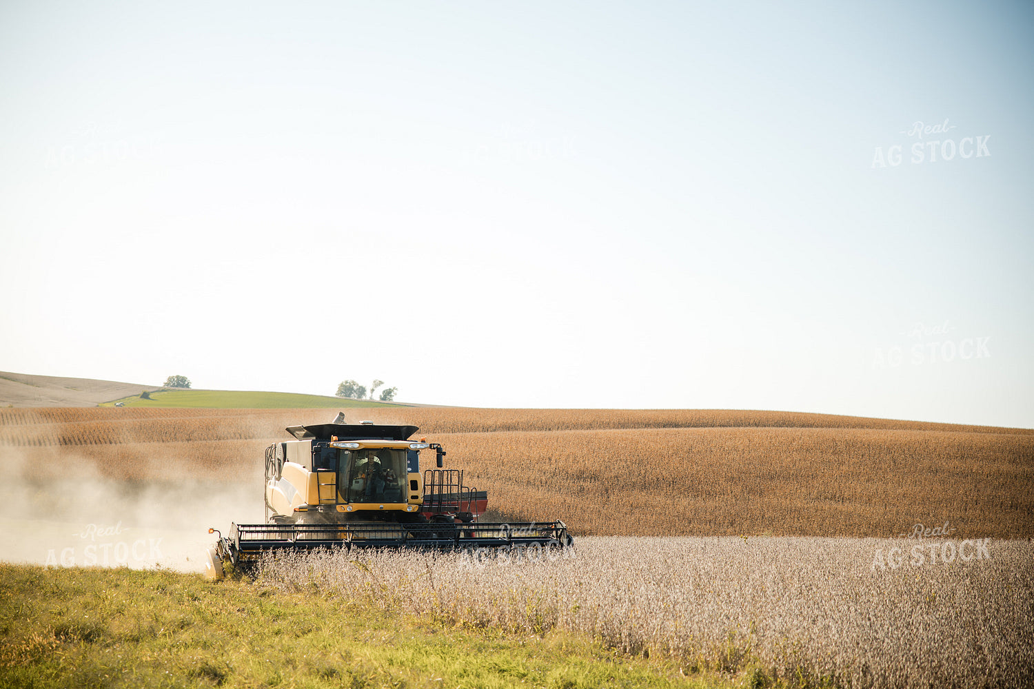 Soybean Harvest 215095