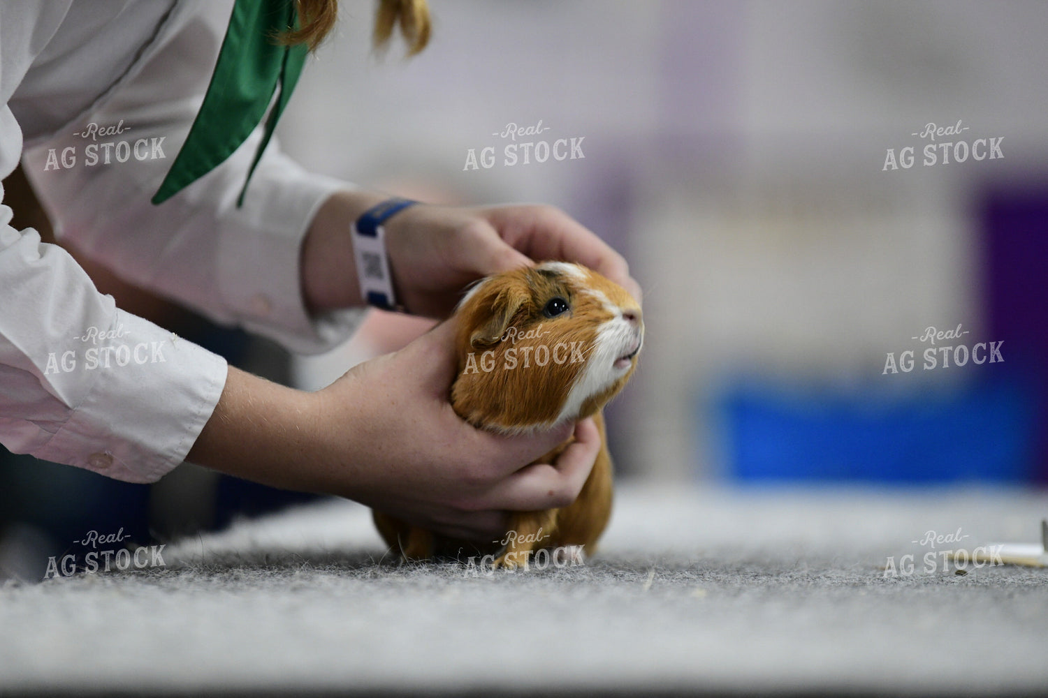 Rabbit and Cavy Showing 107012