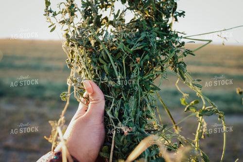 Hand Holding Cut Alfalfa 83136